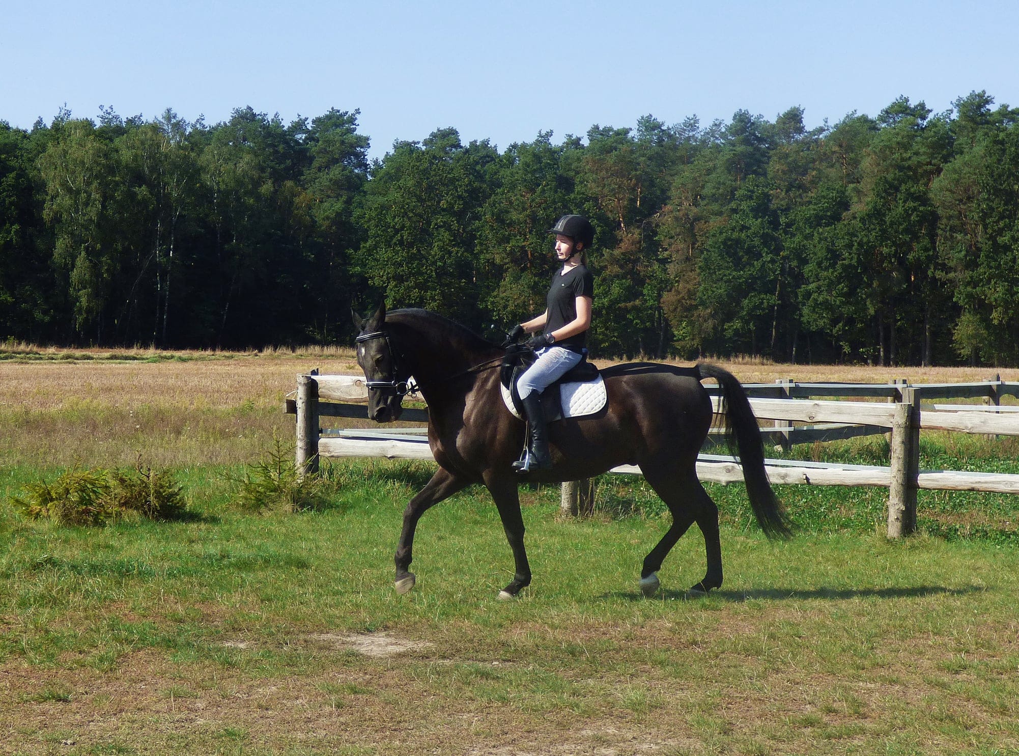 Warsztaty jeździeckie